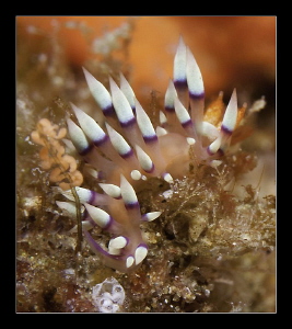 Flabellina exoptata with ribbon by Charles Wright 